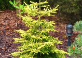 Picea orientalis