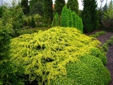 Juniperus communis Depressa Aurea
