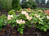 Rhododendron Viscy