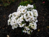 Rhododendron