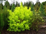 Philadelphus coronarius Aureus