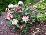 Rhododendron