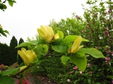 Magnolia Yellow Bird