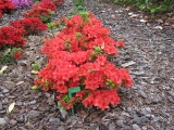 Azalea japonica Nordlicht