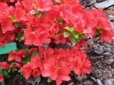 Rhododendron Signal Gluhen