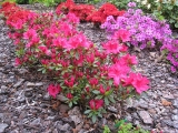 Azalea japonica George Arends
