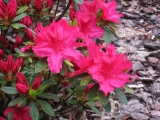 Azalea japonica George Arends