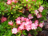 Azalea japonica Peggy Ann