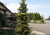 Picea pungens Maigold