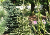Picea orientalis Withow Compact