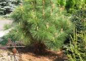 Pinus jeffreyi 'Joppi'