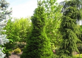 Picea abies Will's Zwerg