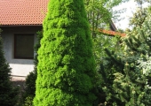 Picea glauca Conica
