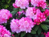 Rhododendron Polaris