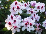 Rhododendron Sapporo