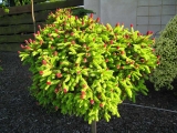 Picea abies Pusch