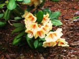 Rhododendron Viscy