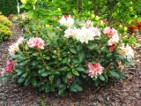 Rhododendron