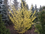 Hammamelis virginiana