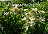 Hydrangea paniculata Pee Wee