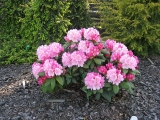 Rhododendron Polaris