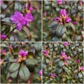 Rhododendron P.J.M. Ellite