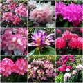 Rhododendron