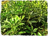 Pieris japonica Rondo