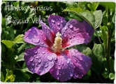 Hibiscus syriacus 'Russian Violet'