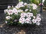 Rhododendro Sapporo