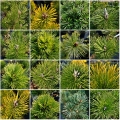 Pinus