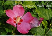 Hibiscus syriacus Woodbridge